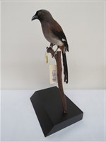 藏品(樹鵲)的圖片